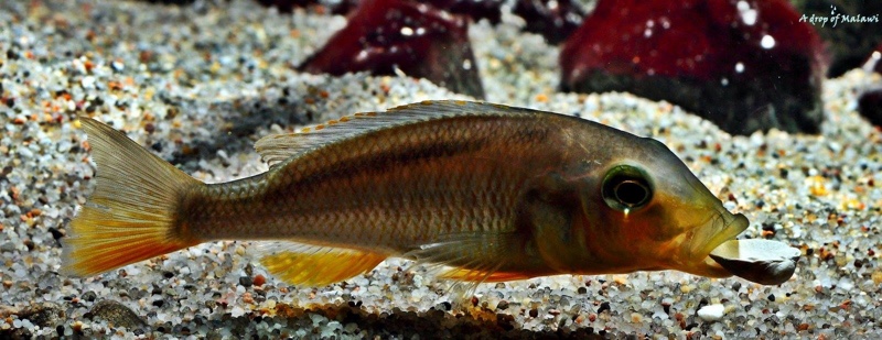 Buccochromis rhoadesii